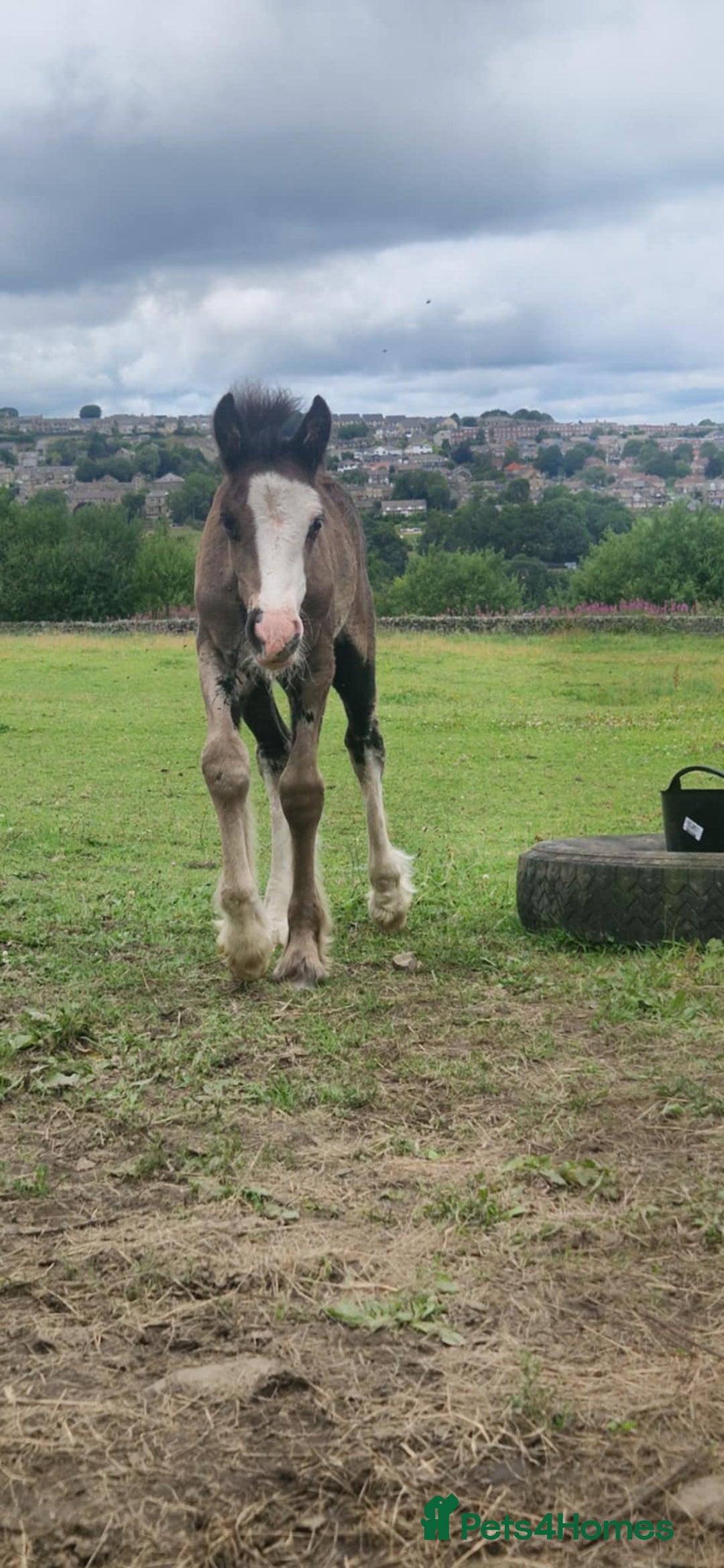 Irish Cob horses for sale: Stunning cob foal looking for new family. - Image 7