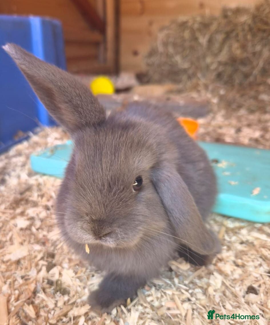 Mini Lop rabbits  Ready Now! Stunning Pure Bred Mini Lops - Advert 2