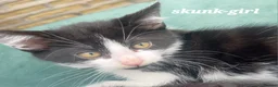 Mixed Breed cats for sale: Mixture of black & white ready to go mixed breed - Advert 18