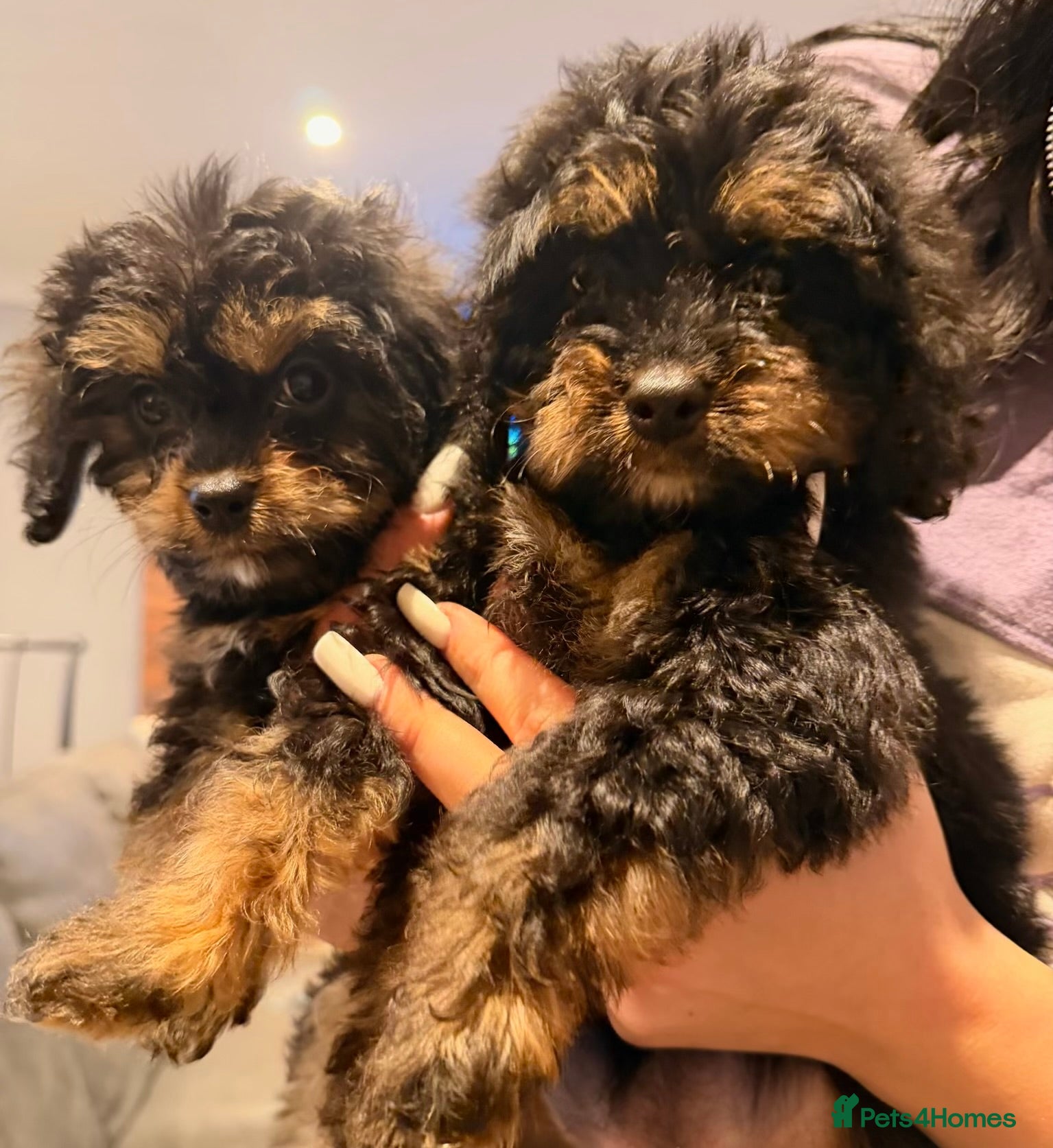 Cavapoo dogs Cavapoo puppies phantom Black and Tan  - Advert 2