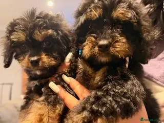 Cavapoo dogs Cavapoo puppies phantom Black and Tan - Advert 8