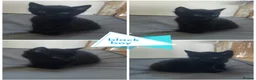 Mixed Breed cats for sale: 4 gorgeous little kitten looking for homes  - Advert 11