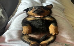 Rottweiler dogs for sale: Beautiful Rottweiler pups  - Image 33