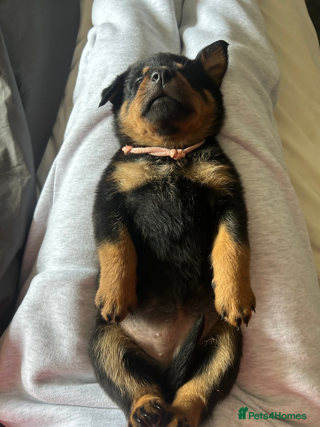 Rottweiler dogs for sale: Beautiful Rottweiler pups  - Image 33