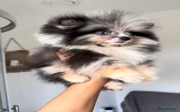Pomeranian dogs for sale: Beautiful original pomeranians - Image 1