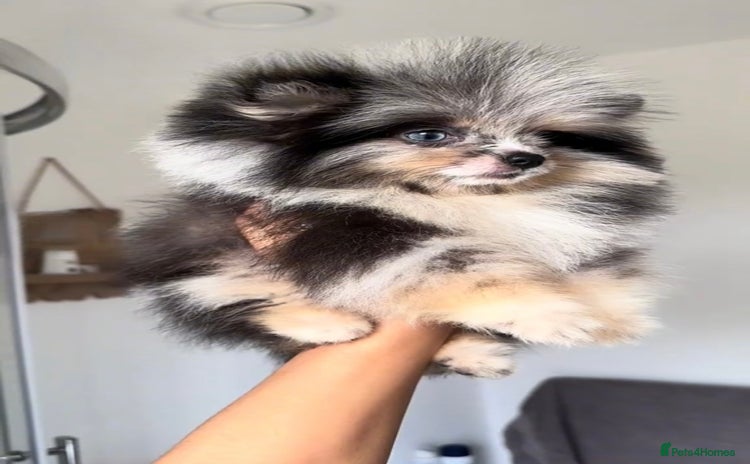 Pomeranian dogs - Advert 5