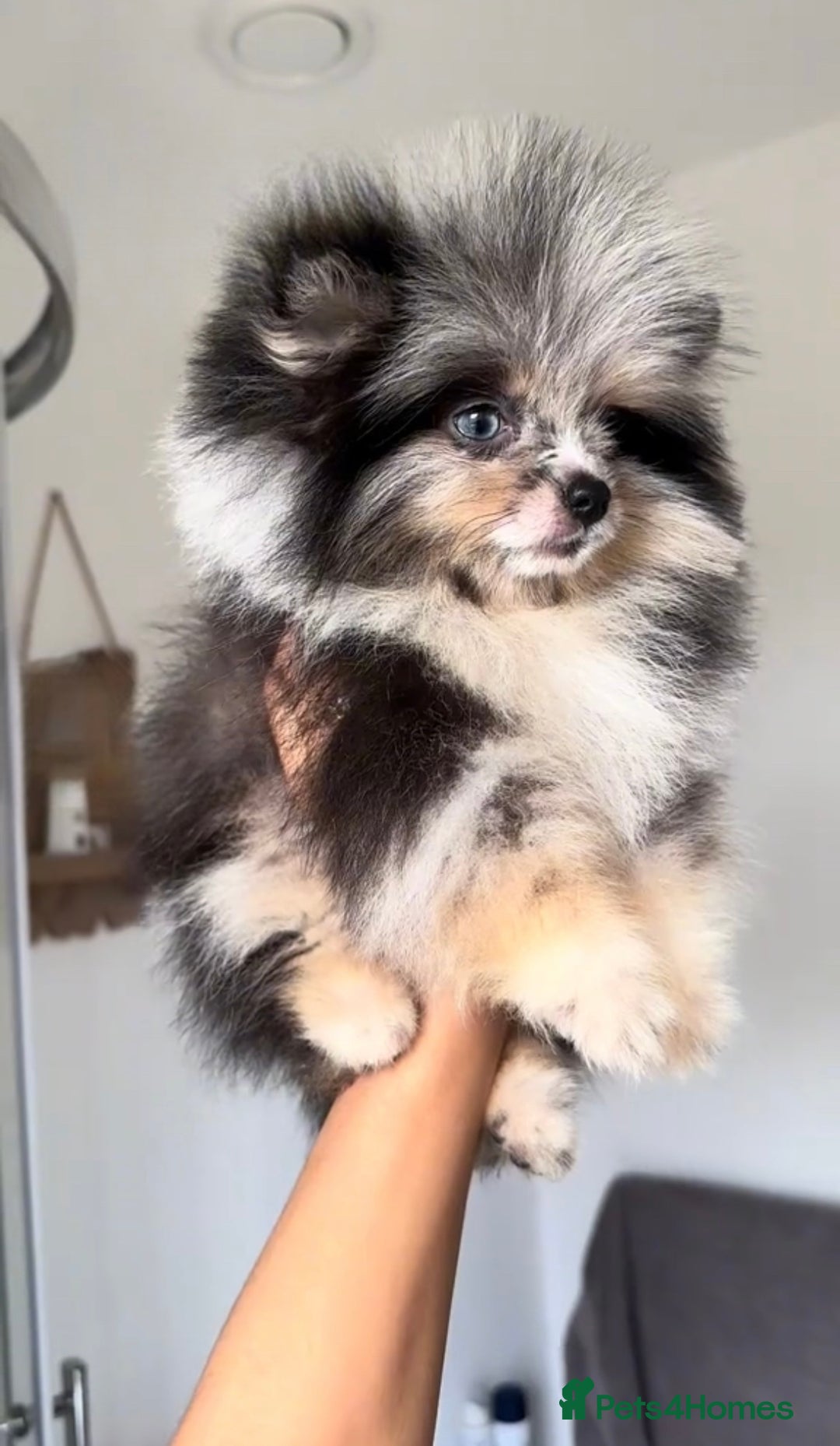 Pomeranian dogs for sale: Beautiful original pomeranians - Image 1