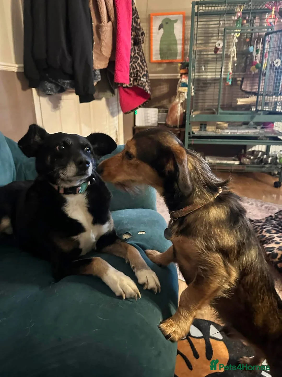 Mixed Breed dogs for adoption: Suzy - Norwich Norfolk  - Advert 5