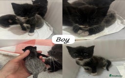 Domestic Shorthair cats for sale: Kittens  - Image 2