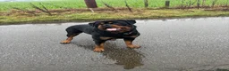 Rottweiler dogs for stud: BEAUTIFUL KC ROTTWEILER FOR STUD  - Advert 4