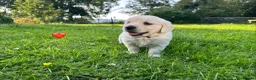 Golden Retriever dogs for sale: KC Registered Golden Retriever puppies in Pencader - Advert 24