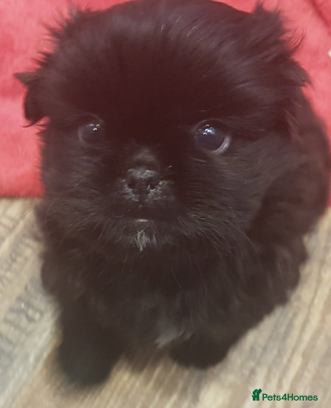 Mixed Breed dogs for sale: Shih Tzu cross Pug puppies - Advert 11