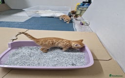 Mixed Breed cats for sale: 2 Ginger Boys, 1 Tabby Girl. Donate to charity - Image 13