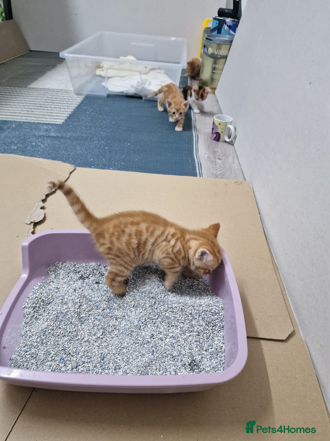 Mixed Breed cats for sale: 2 Ginger Boys, 1 Tabby Girl. Donate to charity - Image 13