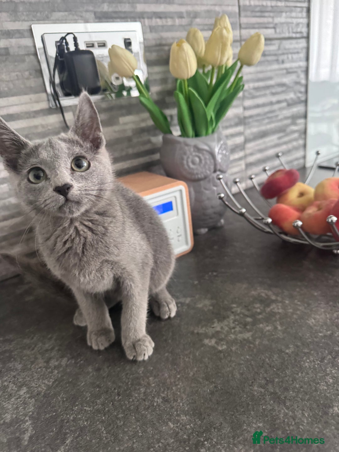 Russian Blue cats for sale: TICA active Russian Blue kittens Ready Now - Image 6