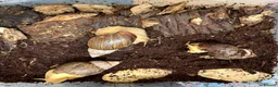 Snails invertebrates for sale: African Land Snails - Looking for a New Home  - Advert 3