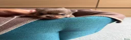 Pomchi dogs for sale: Beautiful unique Pomchi’s  - Advert 1