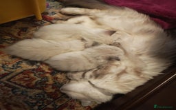 Siberian cats for sale: GCCF +TICA parents - Image 14