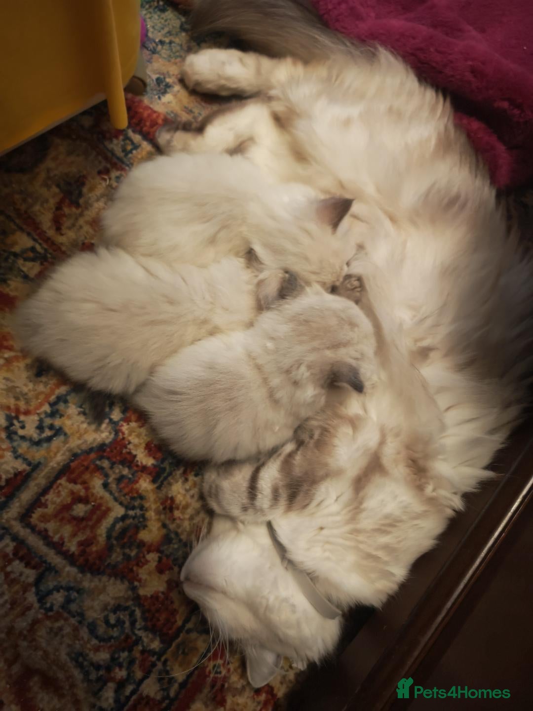 Siberian cats for sale: GCCF +TICA parents - Image 14