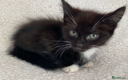 Domestic Shorthair cats for sale: Fluffy Black and White Male Kitten  - Image 1
