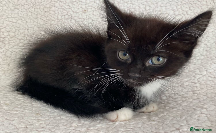 Domestic Shorthair cats - Advert 1