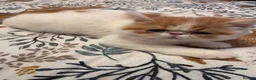 Persian cats for sale: Male Persian.   - Advert 2