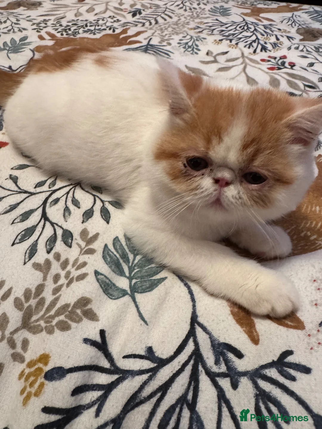 Persian cats for sale: Male Persian.   - Advert 2
