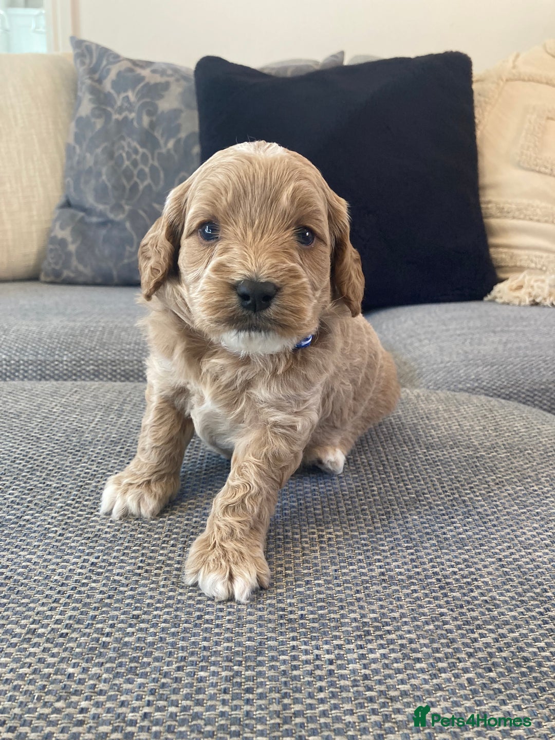 Cavapoo dogs for sale: F1B CAVAPOO PUPPIES  - Image 12