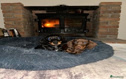 Miniature Dachshund dogs for sale:   🐾READY NOW🐾 | ONLY 1 BOY LEFT - Image 1