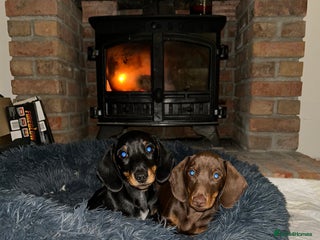 Miniature Dachshund dogs - Advert 18