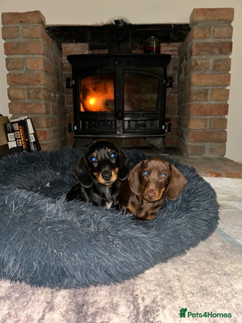 Miniature Dachshund dogs - Advert 14