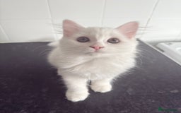 Persian cats for sale: Fluffy indoor kittens-Persian&Main Coon cross  - Image 25