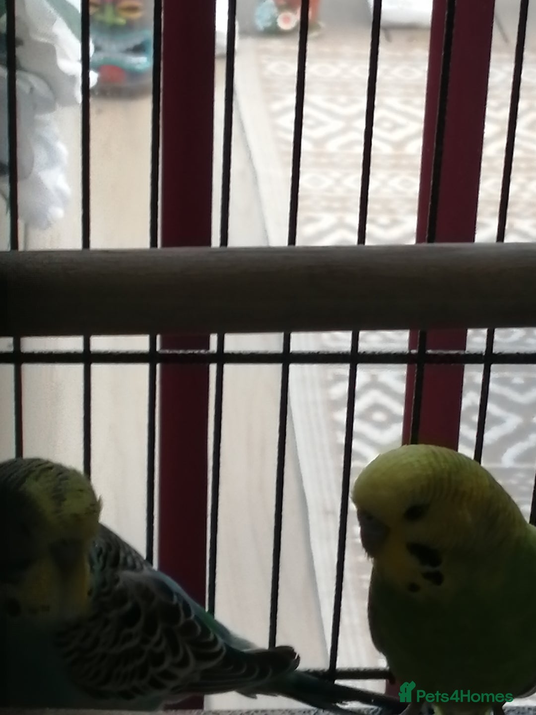 Budgerigars birds for sale: budgies for sale - Advert 21