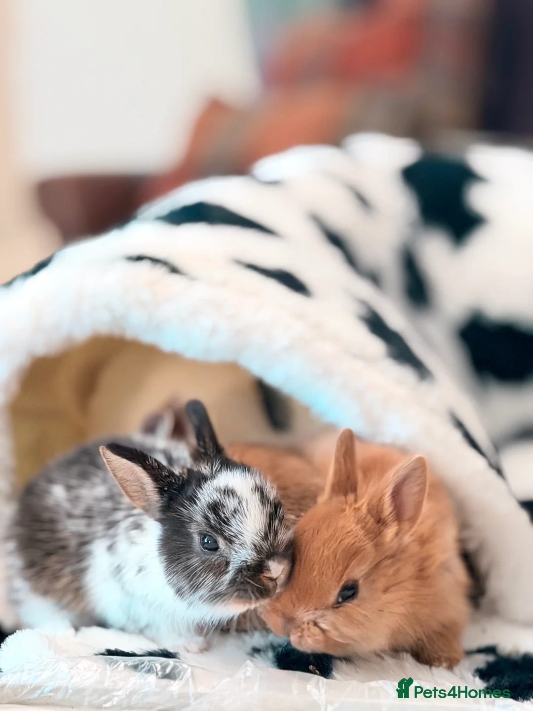 Netherland Dwarf rabbits for sale: . Young Netherland dwarfs  - Advert 1