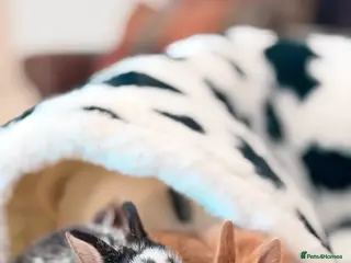 Netherland Dwarf rabbits . Young Netherland dwarfs - Advert 5