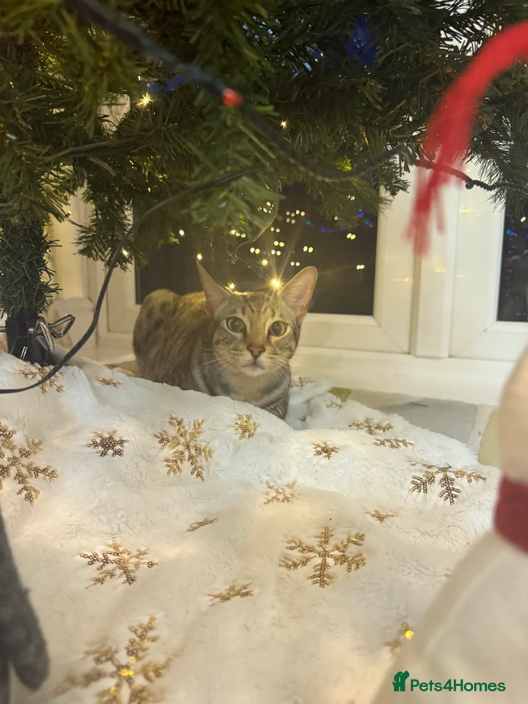 Mixed Breed cats for sale: Bengal & Tonkinese mix sadly rehome in Cambridge - Advert 2