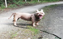 Mixed Breed dogs for adoption: NELLIE 2yr old Pocket Bully - Image 3