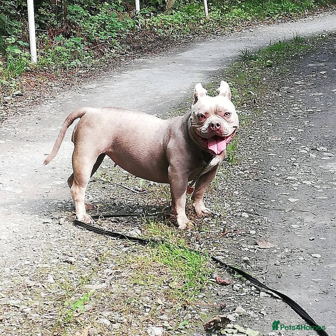 Mixed Breed dogs for adoption: NELLIE 2yr old Pocket Bully - Image 3