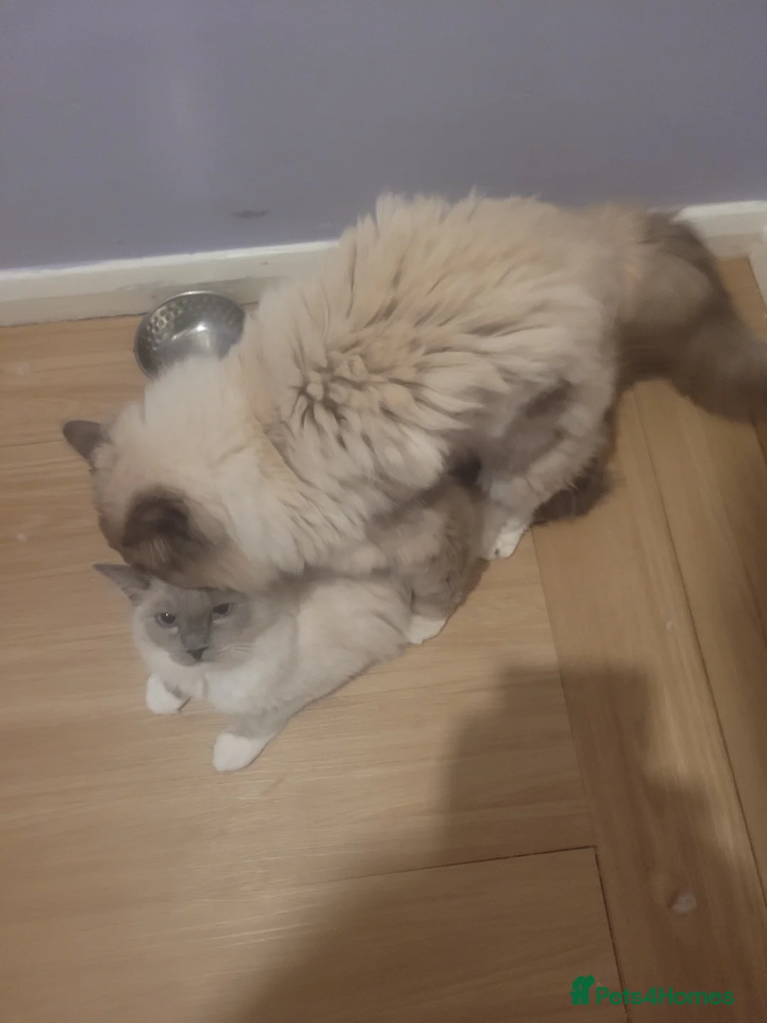 Ragdoll cats for stud: GCCF registered RAGDOLL STUD in Slough - Advert 10