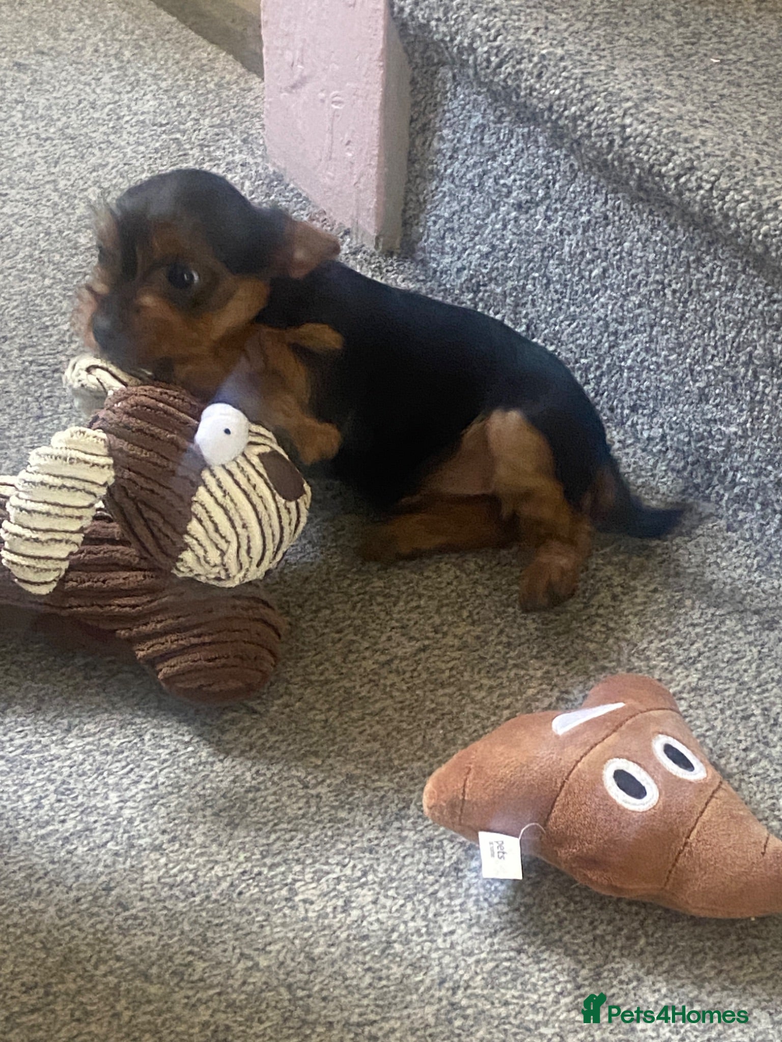 Yorkshire Terrier dogs 3 female Yorkies.Dad KC registered,Mum pedigree - Advert 2
