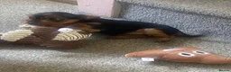 Yorkshire Terrier dogs for sale: 3 female Yorkies.Dad KC registered,Mum pedigree - Advert 20