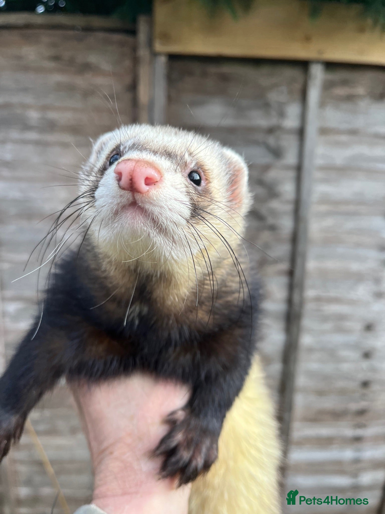Ferret rodents Ferret for sale - Advert 7