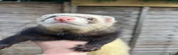 Ferret rodents for sale: Ferret for sale in Bishop's Stortford - Advert 1