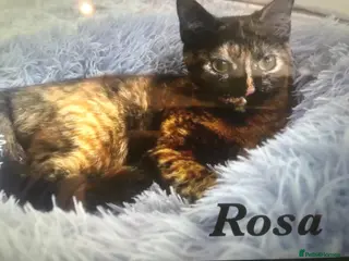 Mixed Breed cats ROSA A DELIGHT OF A LAPCAT SPAYED VACCINATED - Advert 4