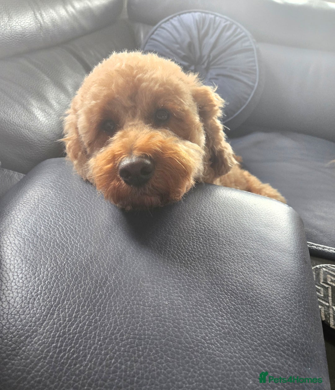 Mixed Breed dogs for sale: Stunning Irish Cockapoodledo's........ - Advert 4