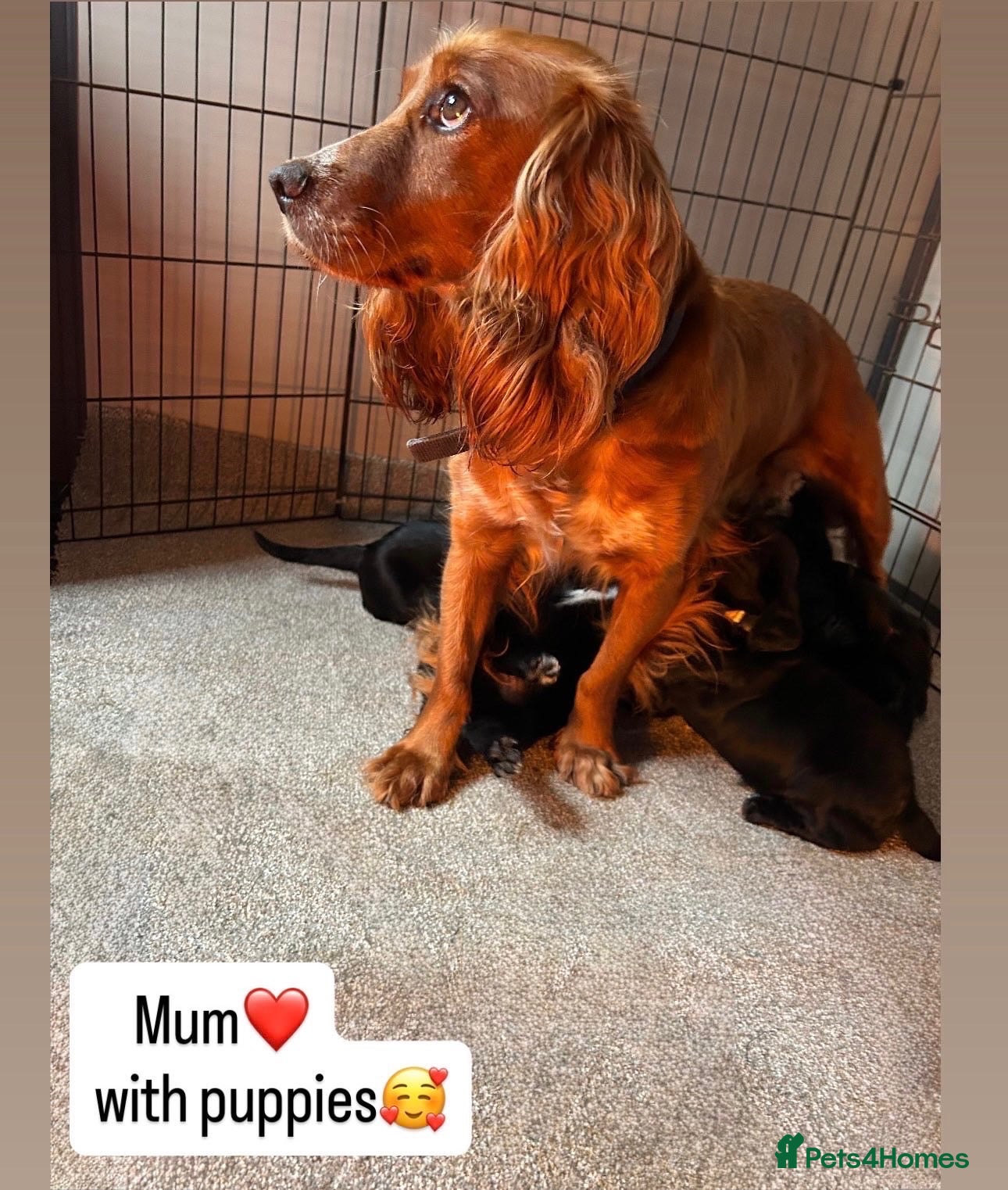 Cocker Spaniel dogs Beautiful cocker spaniel puppies  - Advert 1