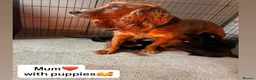 Cocker Spaniel dogs for sale: Beautiful cocker spaniel puppies  - Advert 1
