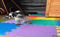Cocker Spaniel dogs for sale: Well Bred Working Cocker Spaniel Puppies - Image 4