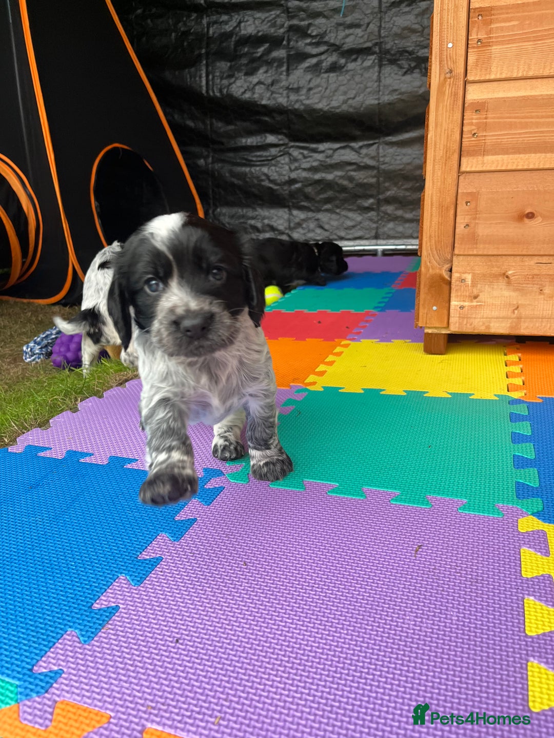 Cocker Spaniel dogs for sale: Well Bred Working Cocker Spaniel Puppies - Image 4