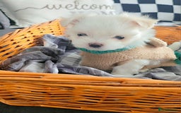 Maltese dogs for sale: Tiny korean - Image 1